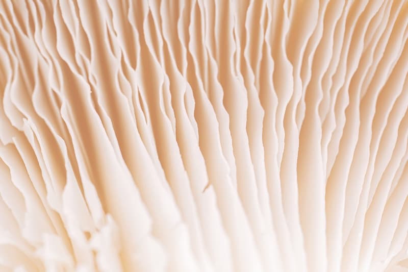 Macro de las láminas de un hongo